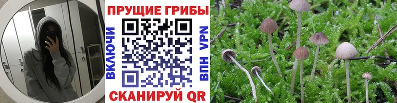 Галлюциногенные грибы Cubensis Чайковский
